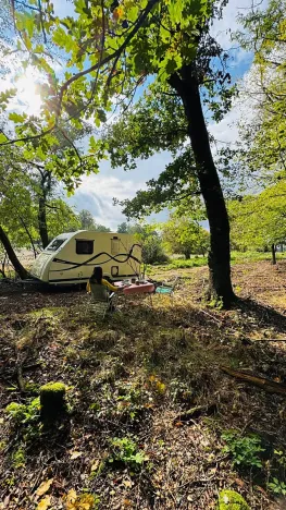 Prodej lesa, Postupice, 893 m2