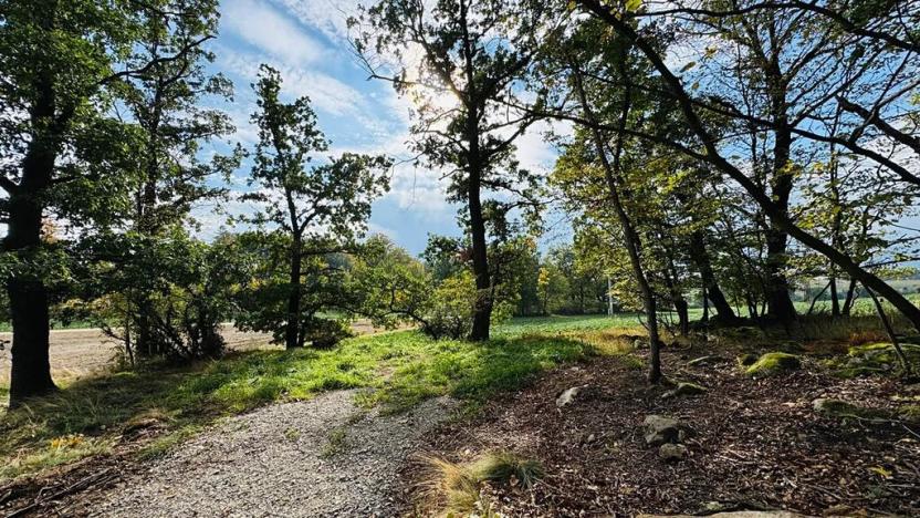 Prodej lesa, Postupice, 470 m2