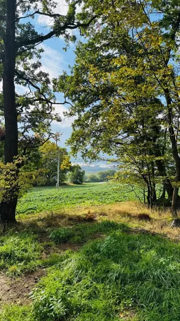 Prodej lesa, Postupice, 470 m2