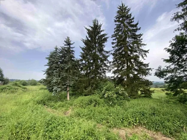 Dražba louky, Bohumilice, 5491 m2