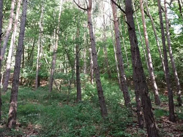 Prodej lesa, Nivnice, 34650 m2