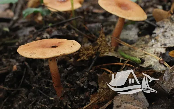 Prodej bytu 2+kk, Bansko, Bulharsko, 67 m2