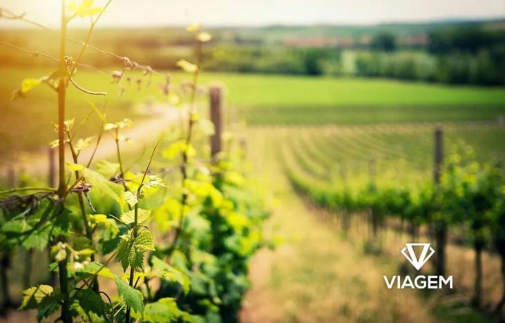 Prodej podílu sadu/vinice, Žarošice, 1017 m2