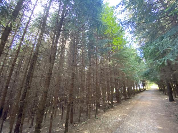 Prodej lesa, Lánov - Horní Lánov, 12297 m2