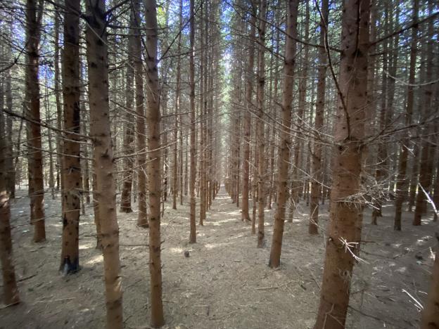 Prodej lesa, Lánov - Horní Lánov, 12297 m2