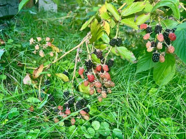 Prodej rodinného domu, Malá Skála, 37 m2