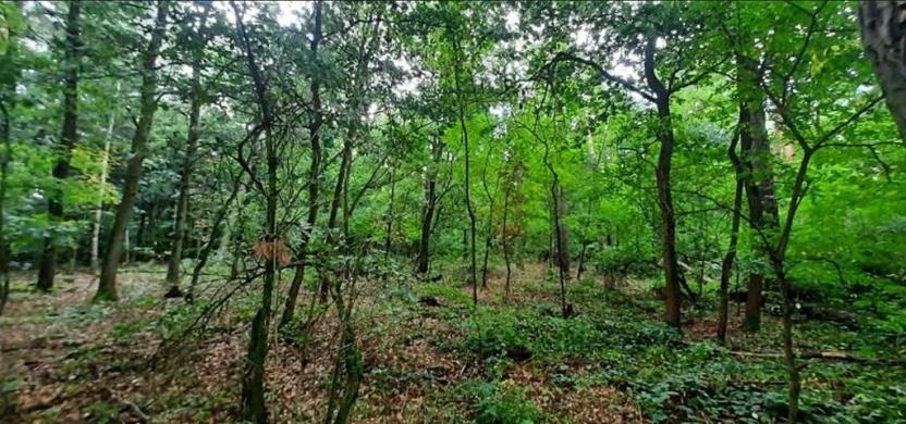 Prodej lesa, Týnec nad Labem, 7501 m2