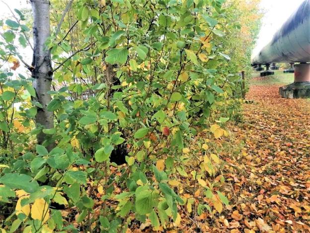 Prodej komerčního pozemku, Měšice, 2035 m2