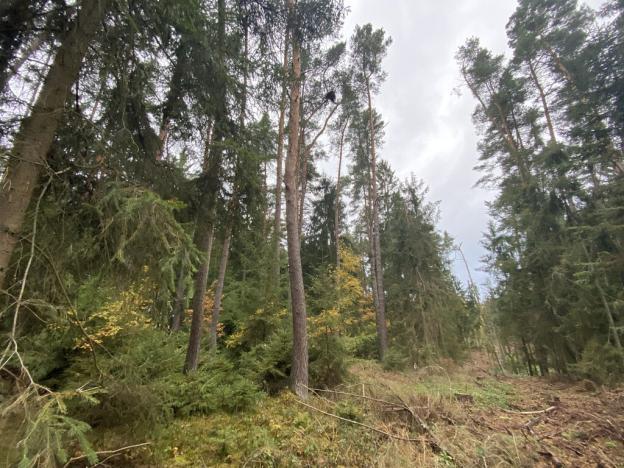 Prodej lesa, Srbice - Těšovice, 3279 m2