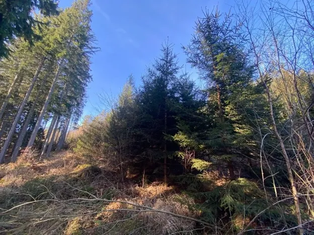 Dražba lesa, Ústí nad Labem, 11769 m2