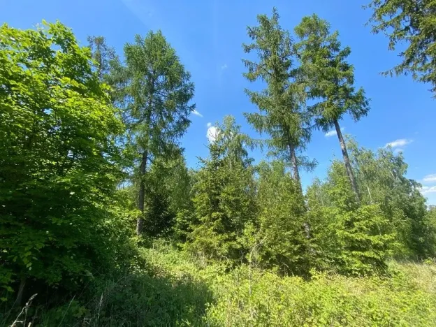 Dražba lesa, Kropáčova Vrutice, 15167 m2