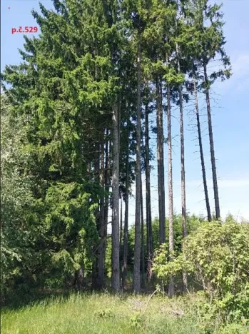 Prodej lesa, Žirovnice, 325 m2