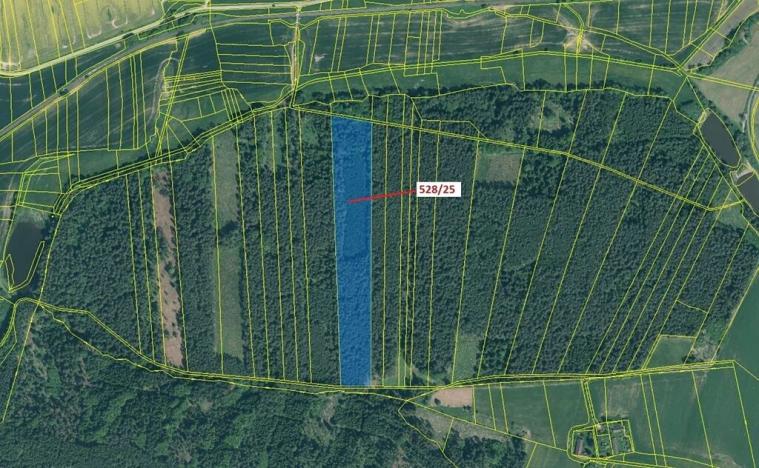 Dražba lesa, Stehlovice, 29451 m2