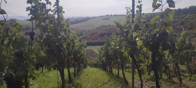 Prodej sadu/vinice, Blučina, 2677 m2