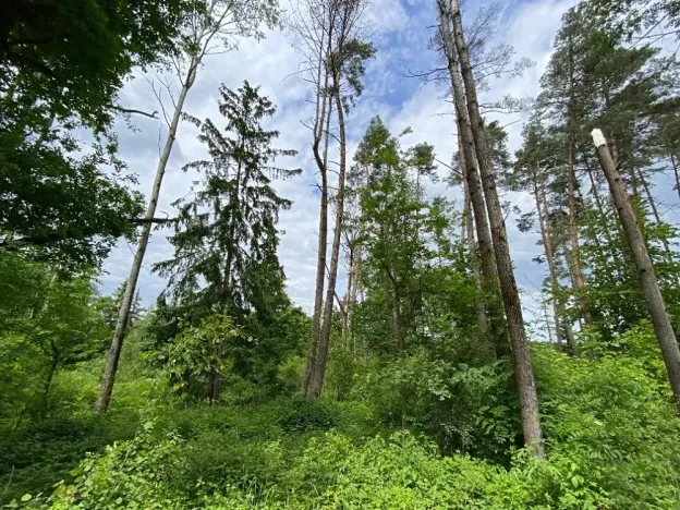 Dražba lesa, Blížejov, 4481 m2