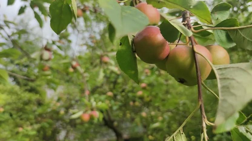 Prodej pozemku pro bydlení, Vysoké Mýto, Vinice, 1447 m2