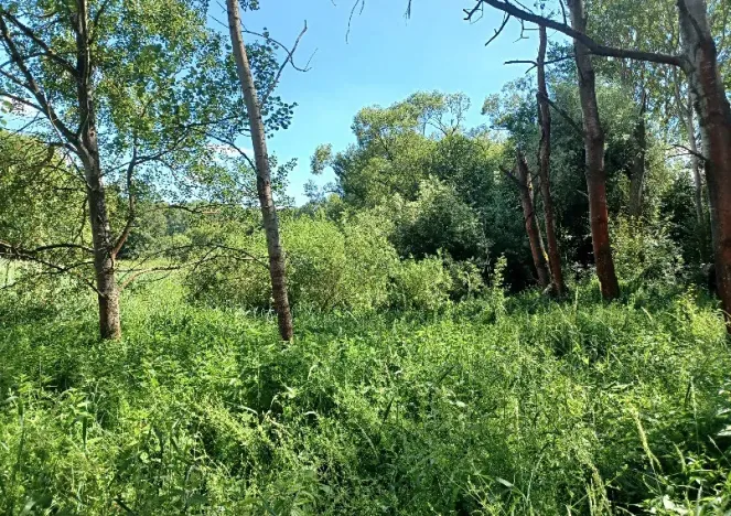 Dražba pozemku, Česká Lípa, 3295 m2