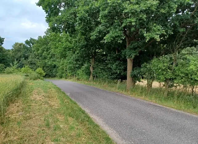 Dražba lesa, Ždírec, 1493 m2