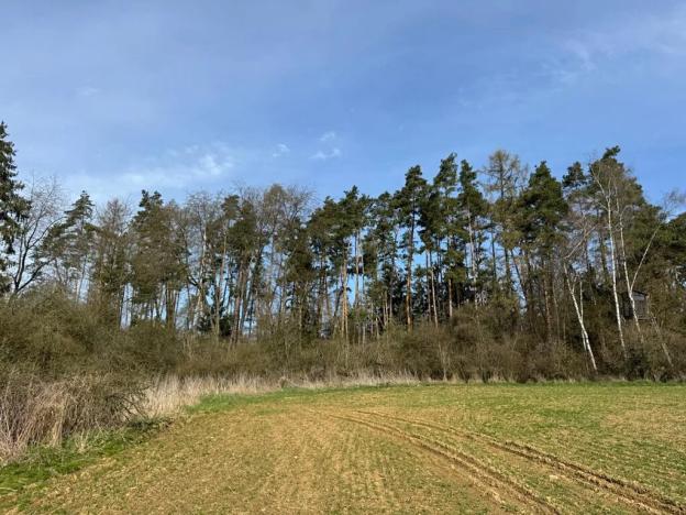 Prodej lesa, Louňovice pod Blaníkem, 4560 m2