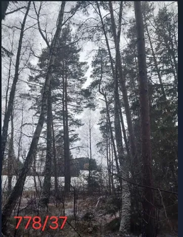 Prodej lesa, Kojčice, 1102 m2