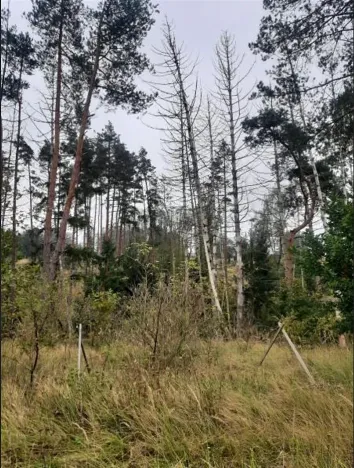 Prodej lesa, Vladislav, 4743 m2