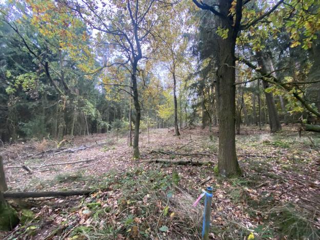 Prodej lesa, Srbice - Těšovice, 3279 m2