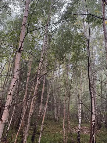 Prodej lesa, Zábrdí, 9676 m2