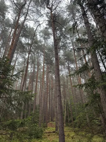 Prodej lesa, Zábrdí, 9676 m2