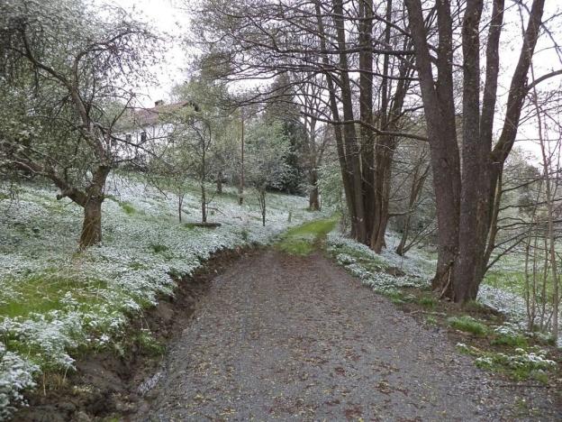 Dražba pozemku pro bydlení, Benešov nad Černou, 2520 m2