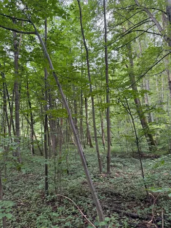 Prodej podílu lesa, Staříč, 16254 m2