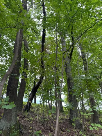 Prodej lesa, Radimovice, 7734 m2