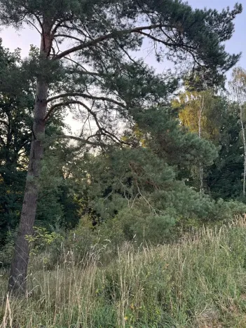 Prodej lesa, Horní Bukovina, 2690 m2