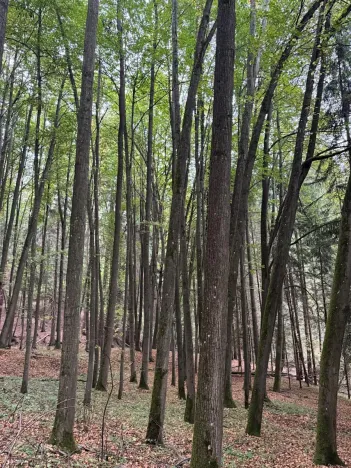 Prodej lesa, Nové Hrady, 5524 m2