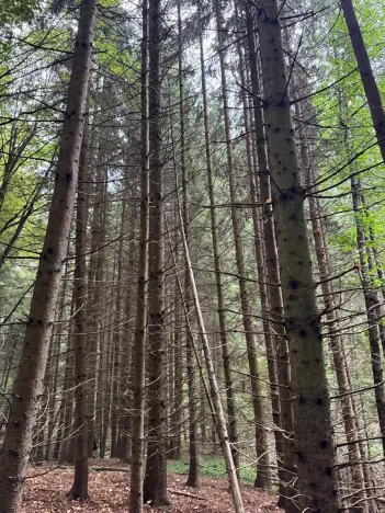 Prodej lesa, Nové Hrady, 5524 m2