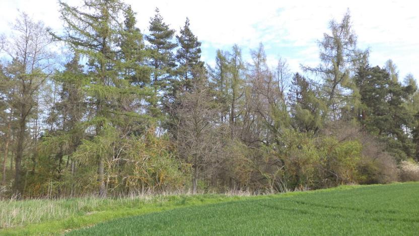 Prodej pozemku, Dešná - Dančovice, 4036 m2