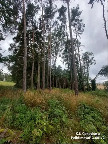 Prodej lesa, Pelhřimov, 1222 m2