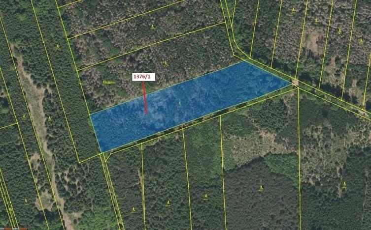 Dražba lesa, Břehov, 13807 m2