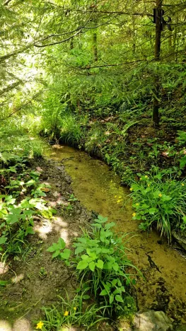 Prodej lesa, Hlubočky, 6680 m2