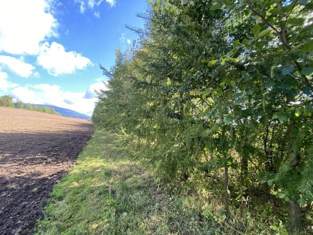 Prodej lesa, Lánov - Horní Lánov, 15996 m2