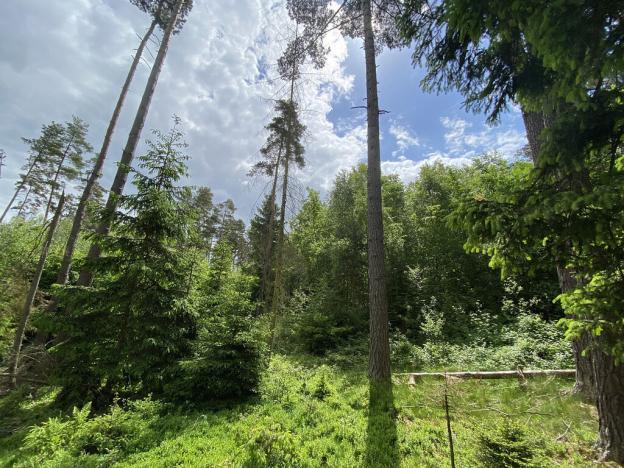 Prodej lesa, Blížejov - Lštění, 4152 m2