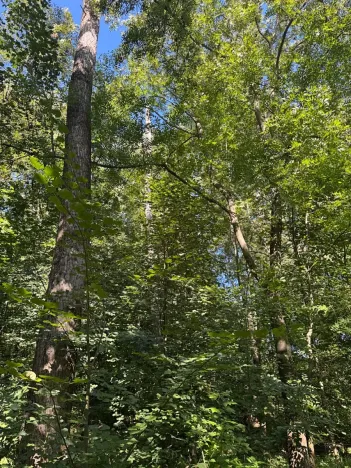 Prodej lesa, Ostrava, 4400 m2