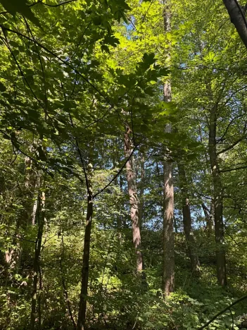 Prodej lesa, Ostrava, 4400 m2