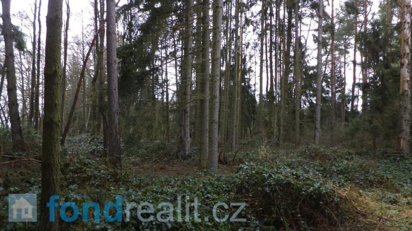 Prodej lesa, Myslkovice, 9683 m2