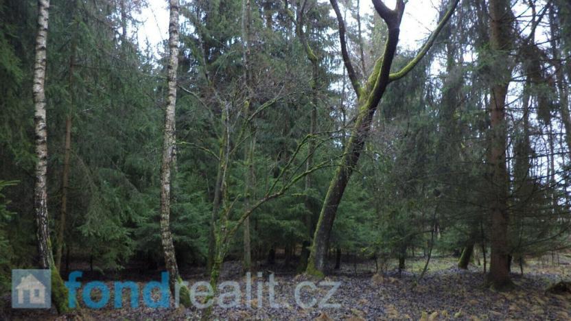Prodej lesa, Myslkovice, 9683 m2
