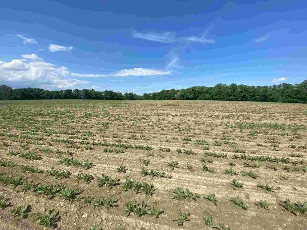 Prodej pozemku, Dolní Životice, 1696 m2