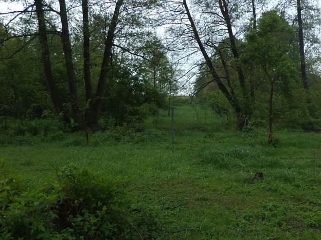 Dražba louky, Vlčice, 1387 m2