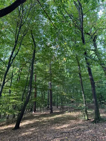 Prodej lesa, Háj ve Slezsku, 4689 m2