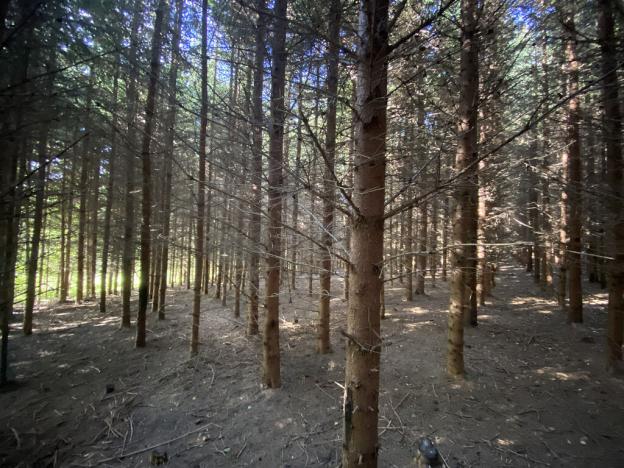 Prodej lesa, Lánov - Horní Lánov, 11269 m2