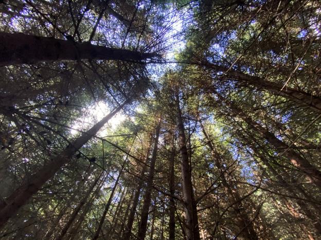 Prodej lesa, Lánov - Horní Lánov, 11269 m2