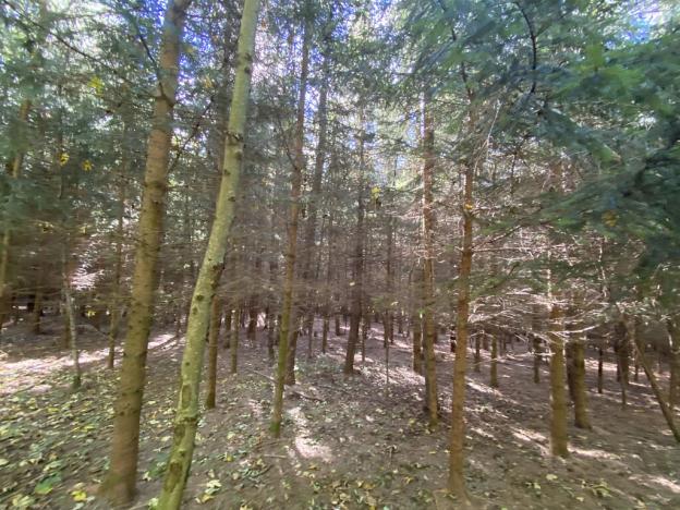 Prodej lesa, Lánov - Horní Lánov, 11269 m2